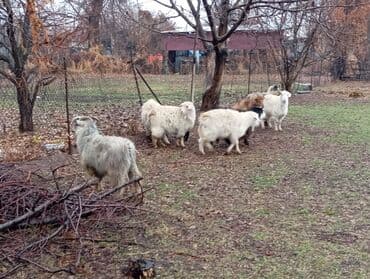 сколько стоит коза дойная купить: Продаю | Коза (самка) | Полукровка | Для разведения — 3