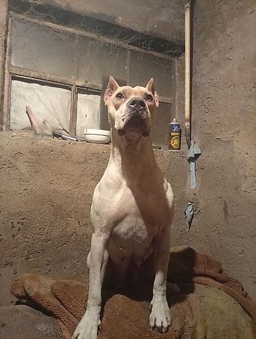 итер: Питбуль, 1 жаш, Ургаачы, Эмделген — 6