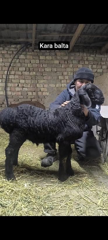 Продаю | Овца (самка) | Для разведения | Племенные