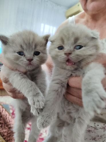 сибирская кошка черная: Готовятся к продаже котята (скоттиш страйт и скоттиш фолд мальчики. и — 5