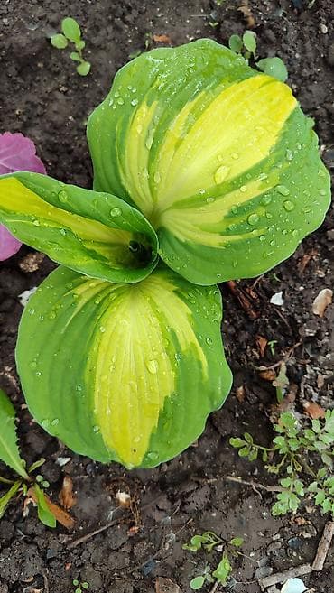 лист контейнер: Хосты декоративные, саженцы в контейнерах - Разнообразие расцветок — 6