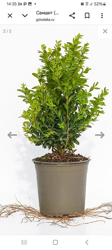 фикус гулу жонундо маалымат: Самшит (Buxus) в контейнере - Компактный вечнозелёный куст с плотной — 5