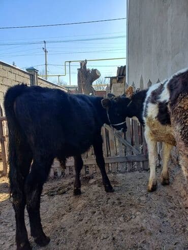 дойных коров: Продаю | Музоо, торпок | На откорм | Привязанные — 6
