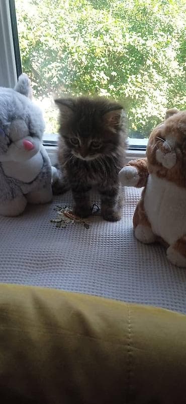 Кошки: Беспородная, 1 месяц, Девочка, Приучена к лотку — 7