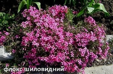 Сирень: Садовые растения - кустарники ( вейгела пестролистная, рябинник — 8