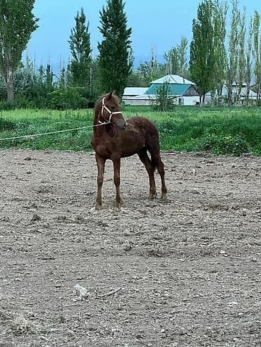 жеребенок: Продаю | Жеребенок | Конный спорт — 2