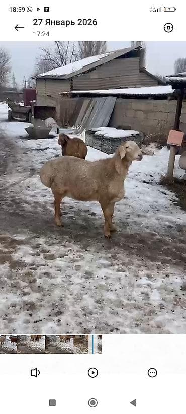 Другие животные: Продаю | Баран (самец) | Для разведения — 3