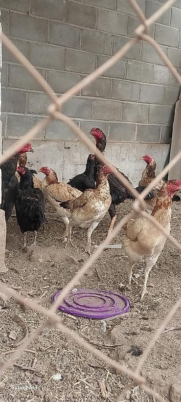 кошка жалал абад: Сатам | Тооктор | Тебиштирүүчү | Көбөйтүү үчүн — 2