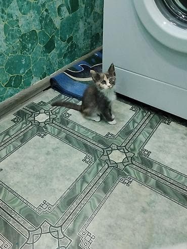 кошка токмок: Котята-дворянчики, окрас на выбор: - Бело-черный с «маской» на глазу и — 4