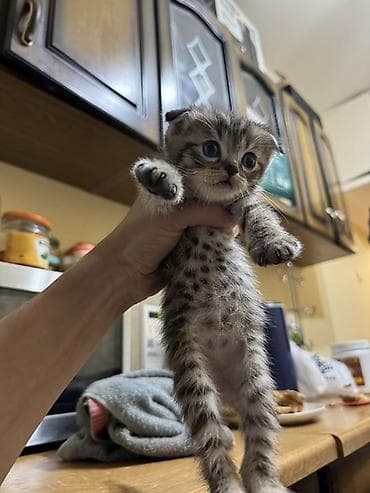 Кошки: Шотландские вислоухие котята (скоттиш-фолд), окрас: тигровый/серый — 10