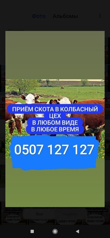 домашние птицы: Куплю | Коровы, быки, Лошади, кони, Другие с/х животные | Круглосуточно, Любое состояние, Забитый — 1