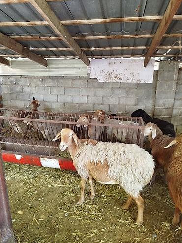 британец вязка: Продаю | Овца (самка) | Полукровка | Для разведения | Племенные — 9