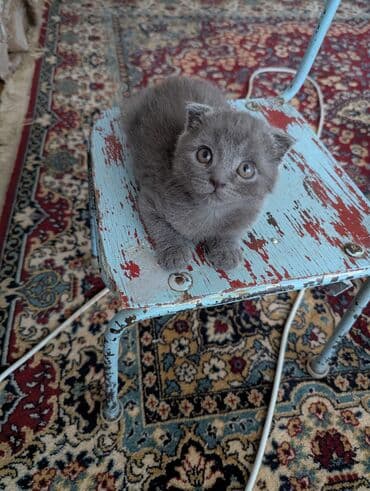 пидбуль щенок в оше эркек: Скотиш Фолд (Шотландская вислоухая), 1 месяц, Мальчик, Серый, Приучена к лотку — 6