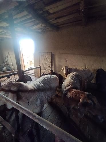 Баран, овца: Продаю | Баран (самец) | Для разведения | Племенные — 5