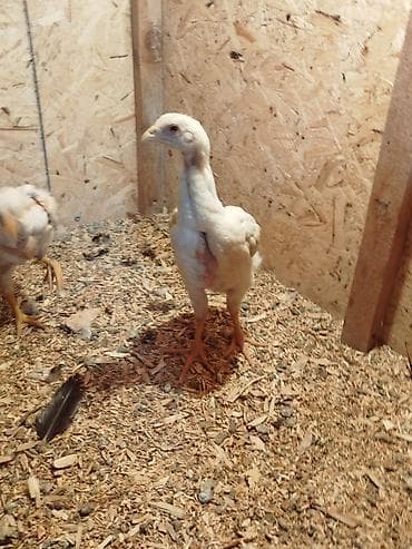Животные: Дакан ак жожолор сатылат активный алмашу жолдору бар жожолорда сатылат — 3