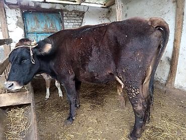 домашний кошка: Продаю | Корова (самка) | Для молока | После отела — 3
