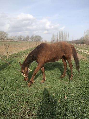 Продаю | Кобыла (самка) | Полукровка | Рабочий