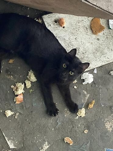 black cat: Кошка даром: Беспородная, Мальчик, Приучена к лотку — 2
