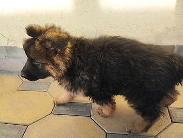 дрессировка собак бишкек: Немецкая овчарка, 1 месяц, Самка, С прививкой, С родословной — 10