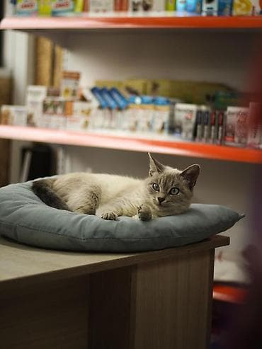 голубе: Продаю котёнка примерно 3 месячный ( точный пол мы не знаем ) сам он — 2