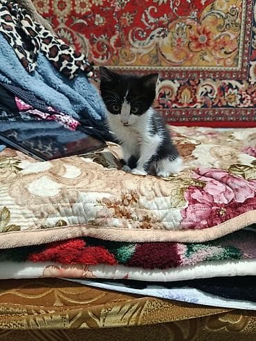 мышы: Котёнок, чёрно-белый, девочка отдадим в добрые руки, срочно нужны — 6