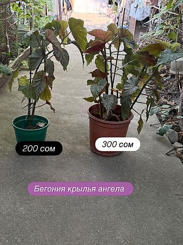 Комнатные растения в горшках — декоративные и неприхотливые виды