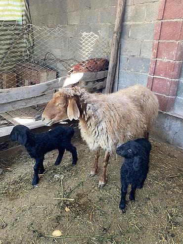 Продаю | Овца (самка) | Для разведения | Матка