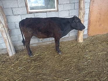тр 16: Продаю | Бык (самец) | Абердин-ангус | Для разведения | Искусственник — 1