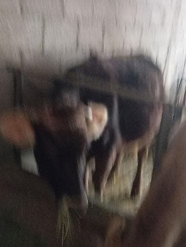 ангус парода: Продаю | Корова (самка) | Алатауская | Для молока | Стельные — 4