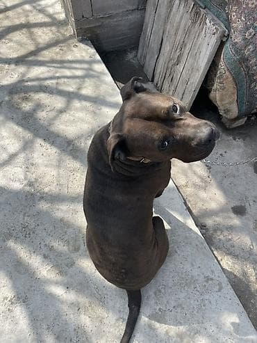 собаки ош: Кубинец албанец 2 года ТОЛЬКО ВЯЗКА!! - Окрас — 2