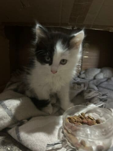 новорожденные котята: Беспородная, 1 месяц, Мальчик, Биколор, Приучена к лотку — 1