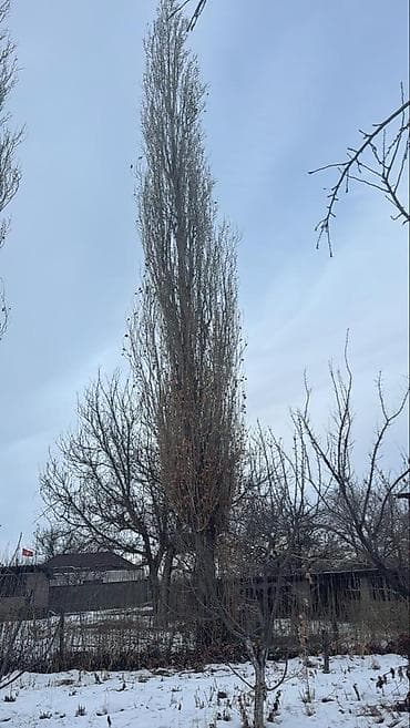 Отдам даром: Бекер берем 2 чон терек. Келип кыйып алып кетишинер керек. Шалта — 4