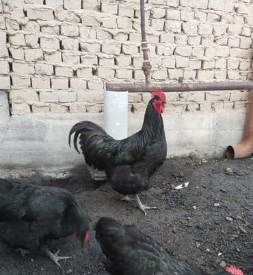 Продаю | Петух | Для разведения