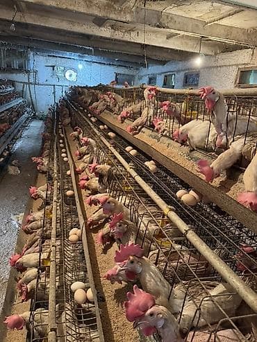 пчело ящик: Продаю | Куры | Леггорн | Несушки — 5