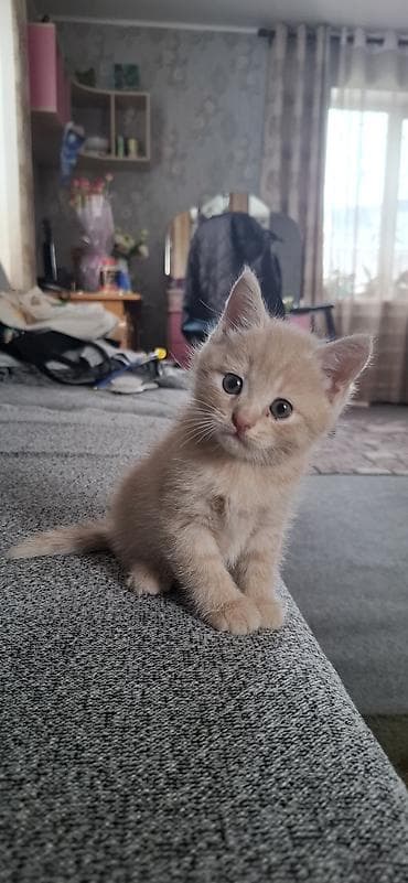 шотландские кошки: Скотиш Фолд (Шотландская вислоухая), 1 месяц, Мальчик, Приучена к лотку — 6