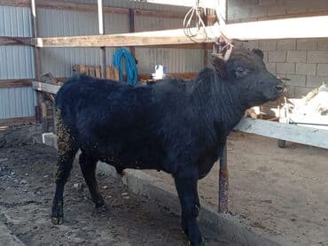 табун: Продаю | Бык (самец) | Алатауская, Швицкая, Абердин-ангус | На откорм, Для разведения | Осеменитель, Искусственник — 6