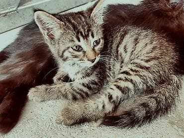 кошка крысолов: Кошка даром: Беспородная, Мальчик — 2