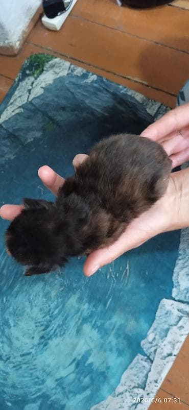 Мейн-Куны🥰. Предлагаются для раннего бронирования 3 сыночка и лапочка — 8