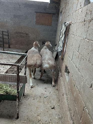 в связи с переездом отдам попугая жако в добрые руки: Продаю | Баран (самец) | Гиссарская | Для разведения — 4