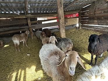 Продаю | Овца (самка) | Полукровка | Для разведения