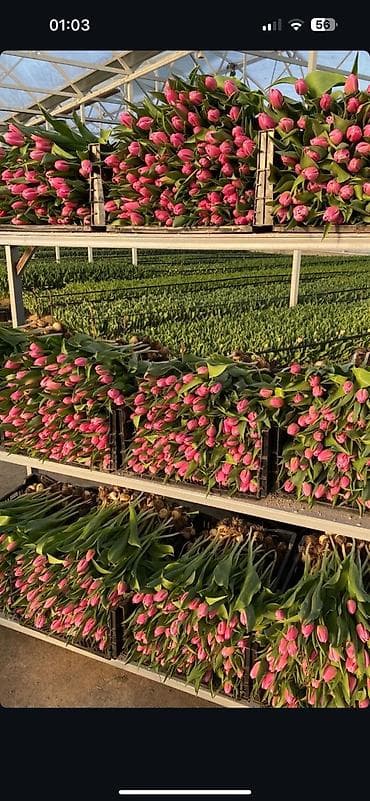 Гирлянды: ОПТОМ ТЮЛЬПАНЫ БИШКЕК — 1