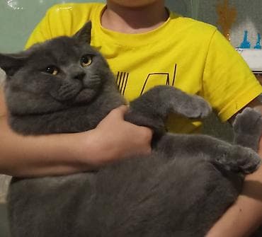 британские котята характер: Котята сладкие,от породистых родителей,в добрые ответственные руки — 5