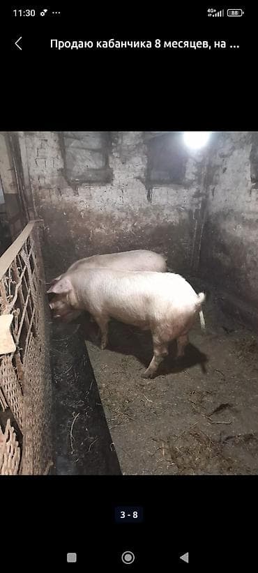 Продаю | Хряк (самец) | Крупная белая | Для разведения | Осеменитель