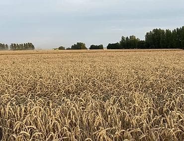 Земельные участки: 480 соток, Для сельского хозяйства, Тех паспорт — 1