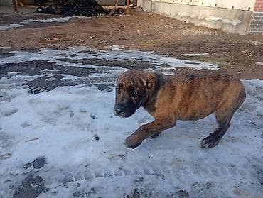 Башка жаныбарлар: Алабай, 2 айлык, Эркек, Ит тегин тастыктоочу документ — 3