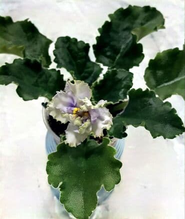 бананы оптом бишкек: В продаже цветущие 🌺🌿🌺 и не цветущие ☘️☘️☘️ стартеры. С 4 по 9 фото — 3