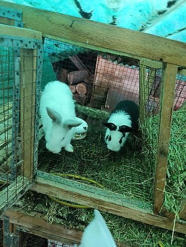 Собаки: Продаю | Крольчата | Для разведения — 4