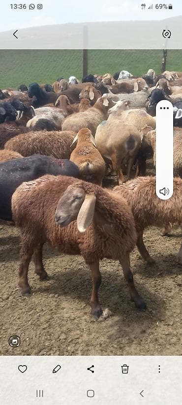 кошка свинкс: Продаю | Баран (самец) | Арашан | Для разведения | Племенные — 6