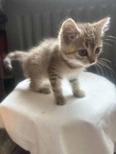 американская жесткошёрстная кошка: Кошка даром: Беспородная, 2 месяца, Девочка, Приучена к лотку — 6