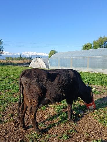 бишкек ит базар: Сатам | Уй (ургаачы) | Алатоолук | Сүт алуу үчүн — 10